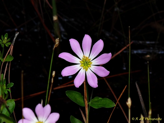 {Sabatia foliosa}